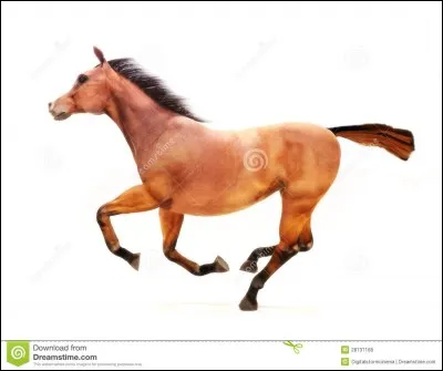 Quel est l'ordre des différentes allures ?