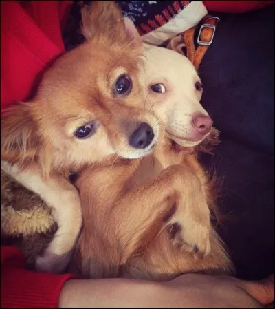 Comment s'appellent les chiens de Natoo ?