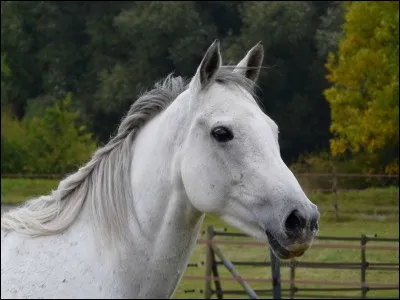 Quelle est cette race ?