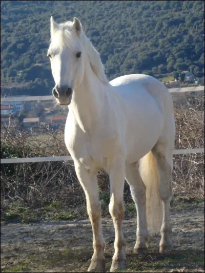 Quelle est cette race ?