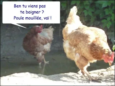 Tu es une sacrée poule mouillée.