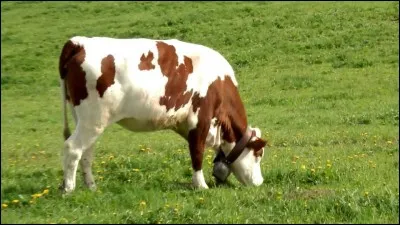 Cette vache broute.