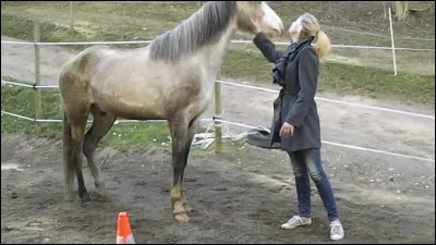 Qu'est-ce qui te plaît avec ton cheval ?