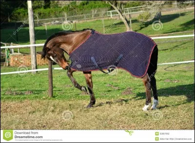 Ce qui te fait le plus craquer chez un cheval, c'est...
