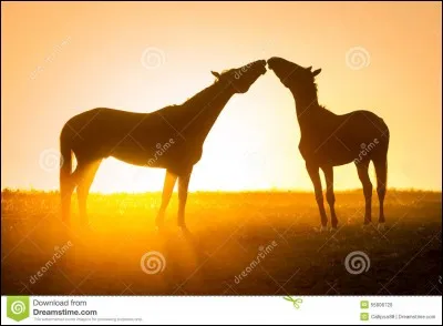 Quelle est la qualité première du cheval de tes rêves ?