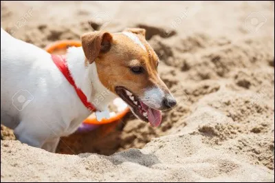 Il creuse un trou avec ses pattes.