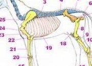 Quiz L'anatomie du cheval