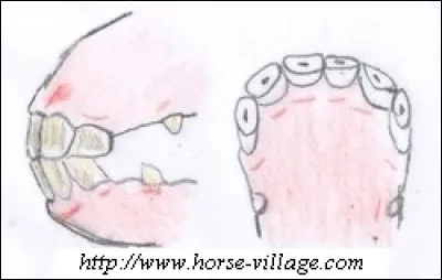 Quel est l'âge de ce cheval ?