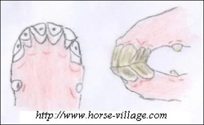 Quel est l'âge de ce cheval ?