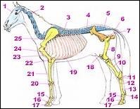 Quiz Anatomie