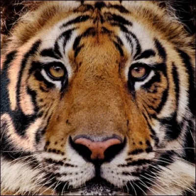 Qui a un tigre pour animal de compagnie ?