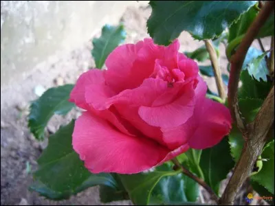 Hic, hic, j'ai l'équivalent de 15 bouteilles de 0,75 cl dans chacun de mes "mathusalem".