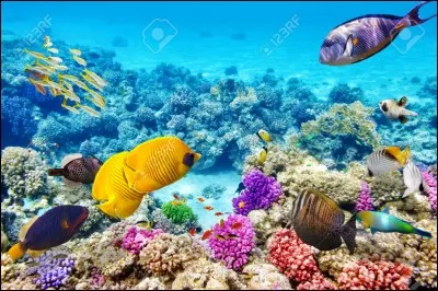 Une teinte de bleu peut être qualifiée de "bleu ultramarin".