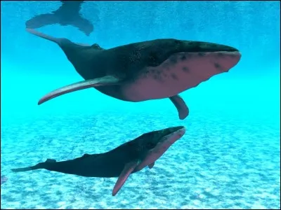 Que dit une maman baleine à son enfant qui fait trop de bruit ?