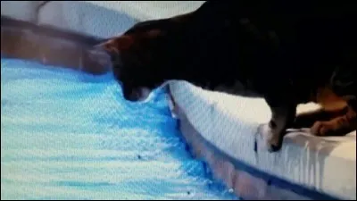 Pourquoi les chats ont-ils peur de l'eau ?