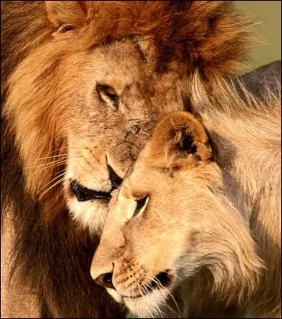 Quelle est la femelle du lion ?