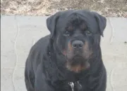 Quiz Le rottweiler