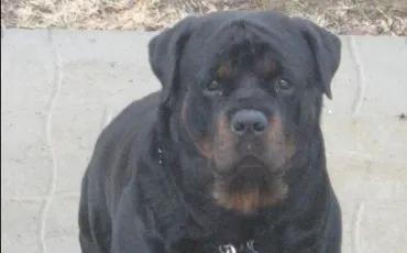 Quiz Rottweiler