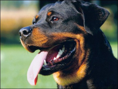 Le rottweiler est-il un chien agressif ?
