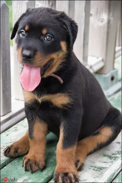 Le rottweiler a une espérance de vie de...