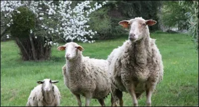 Le bouquet est une maladie qui affecte le mouton, laquelle ?