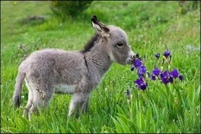 Quel animal peut être un bouquet ?