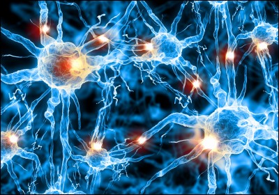 Comment appelle-t-on l'espace entre l'extrémité d'un neurone moteur et le récepteur musculaire, au-delà duquel on trouve des éléments contractiles ?