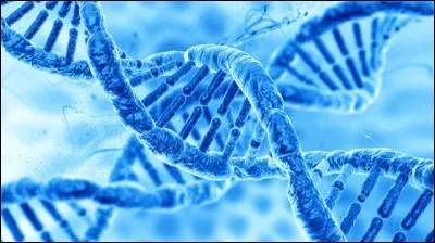 Quelle est la dernière phase de la méiose ?