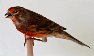 Comment est-on quand on a une ''tête de linotte'' ?