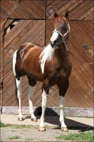 Que préfères-tu avoir ?