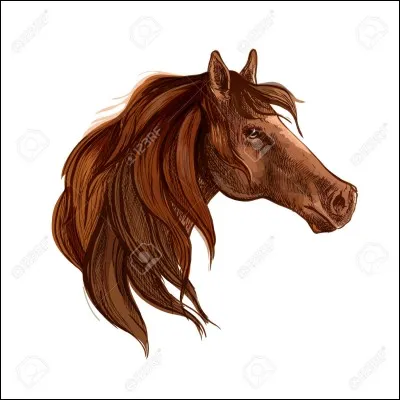 Tu préfères les crinières...