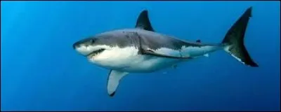 Symbole représentant l'élément chimique rhénium + quel = "Les Dents de la mer"