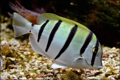 Praticien + forçat = "La petite sirène"