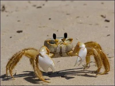 "Très" en argot + herbe = Bob l'éponge