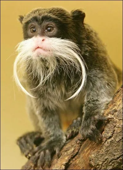 Comment dit-on ''singe'' en allemand ?