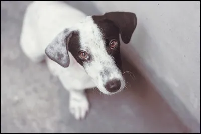 Comment dit-on ''chien'' en allemand ?