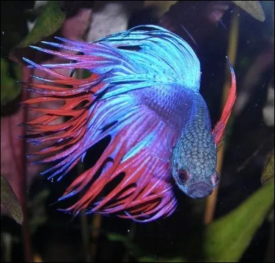 Comment dit-on ''poisson'' en allemand ?