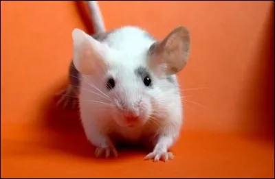 Comment dit-on ''souris'' en allemand ?