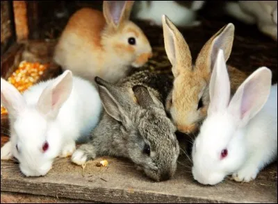 Comment dit-on ''lapin'' en allemand ?