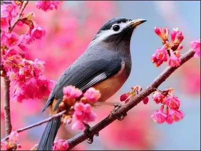 Comment dit-on ''oiseau'' en allemand ?