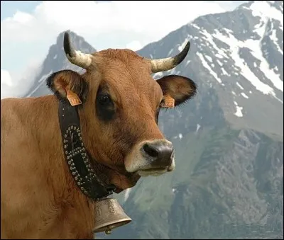Comment dit-on ''vache'' en allemand ?