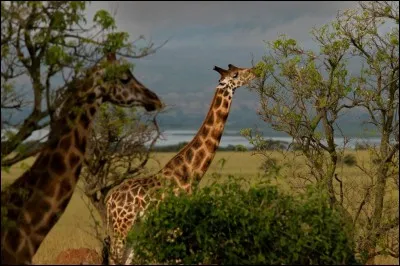 Comment dit-on ''girafe'' en allemand ?