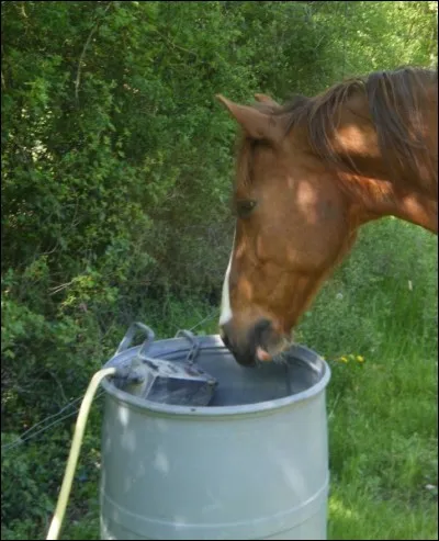 Le cheval peut se passer de boire une journée.
