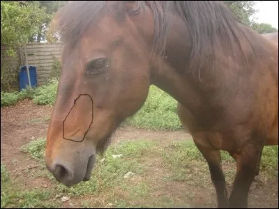 Comment s'appelle la grosse veine sous l'il du cheval ?