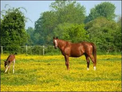 Pour aborder son cheval au champ ou au paddock, il faut :