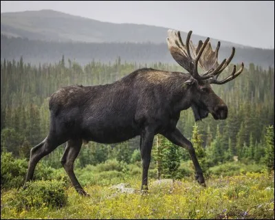 E comme Elan. Comment appelle-t-on l'élan au Canada ?