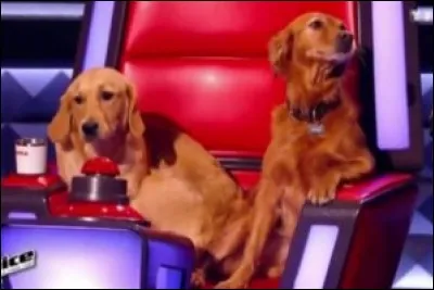 Ses chiennes s'appellent...