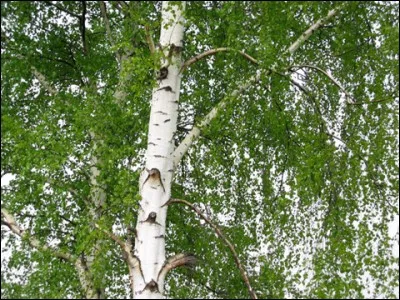 Où va-t-il se cacher ?