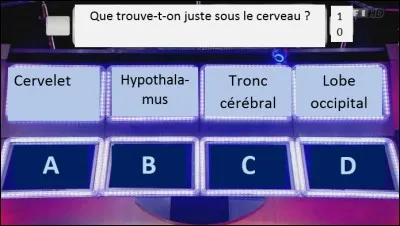 Quelle partie du corps se trouve sous le cerveau ?