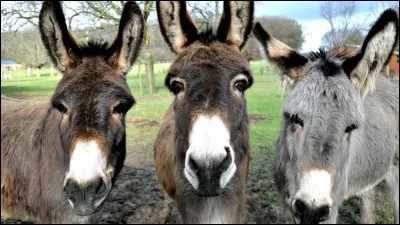 Y a-t-il des ânes dans Star Stable ?